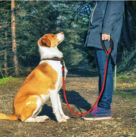 Reflective Nylon Dog Leash – Anti‑Slip Foam Handle, Zinc Alloy Hook, for Small to Large Dogs